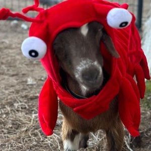 Meet your Posher, Betsy